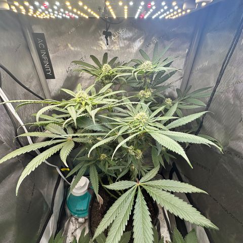 Lemore’ growlog timeline photo