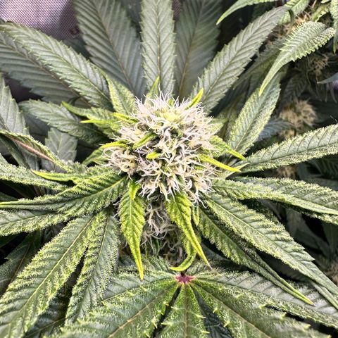 Lemore’ growlog timeline photo