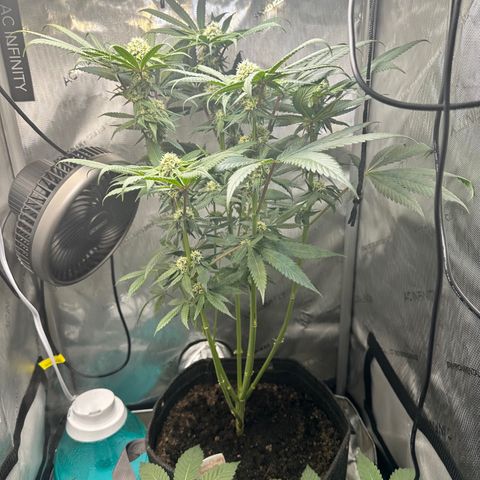 Lemore’ growlog timeline photo