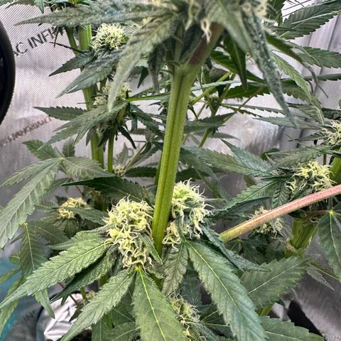 Lemore’ growlog timeline photo