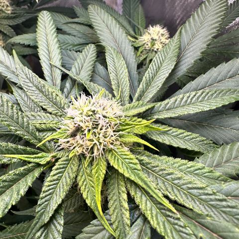 Lemore’ growlog timeline photo