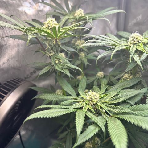 Lemore’ growlog timeline photo