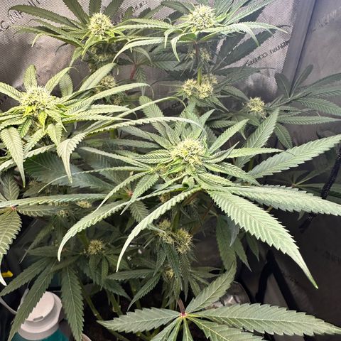 Lemore’ growlog timeline photo