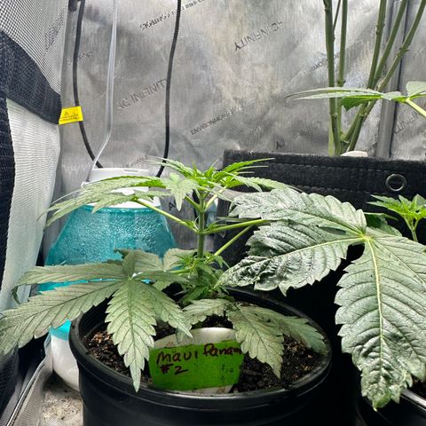 Maui Panama #2 growlog timeline photo