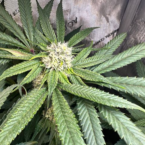 Lemore’ growlog timeline photo