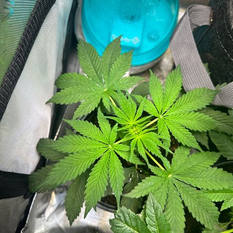 Maui Panama #2 growlog timeline photo