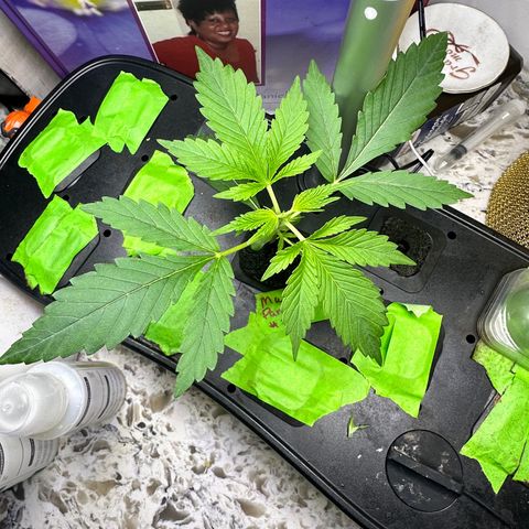 Maui Panama #3 growlog timeline photo