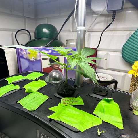 Maui Panama #3 growlog timeline photo