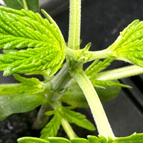 Maui Panama #3 growlog timeline photo
