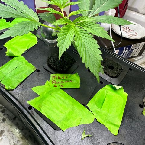 Maui Panama #3 growlog timeline photo