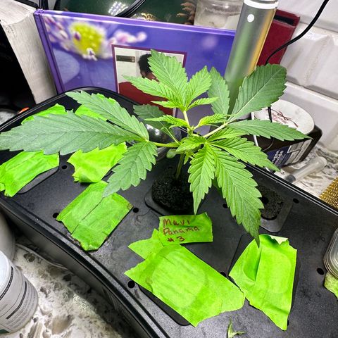 Maui Panama #3 growlog timeline photo