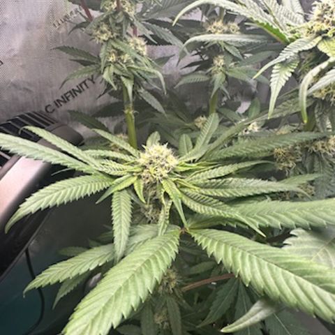 Lemore’ growlog timeline photo