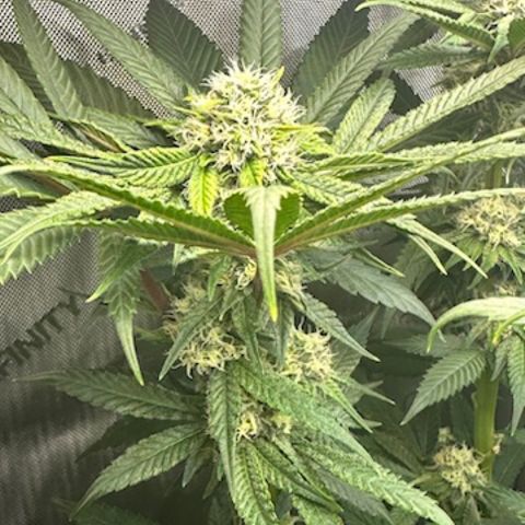 Lemore’ growlog timeline photo