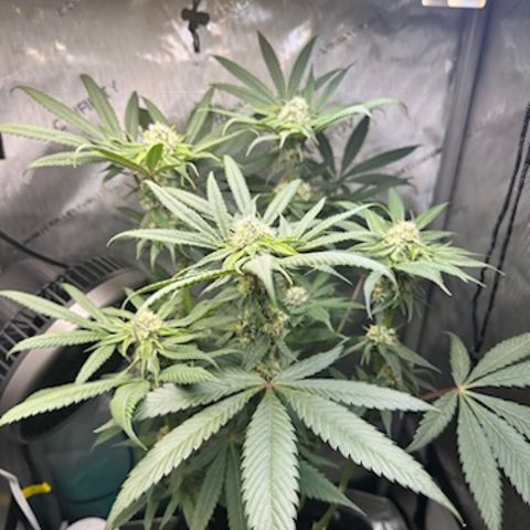 Lemore’ growlog timeline photo