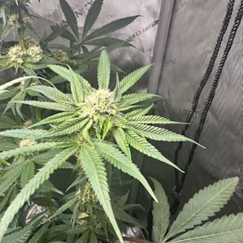 Lemore’ growlog timeline photo