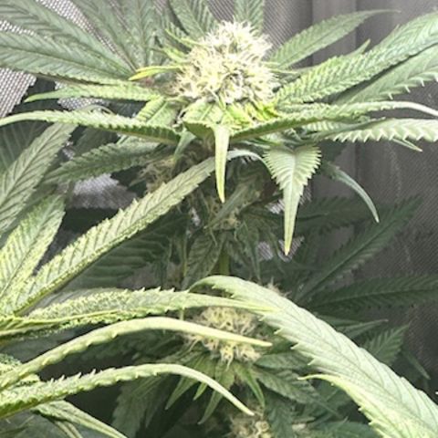 Lemore’ growlog timeline photo