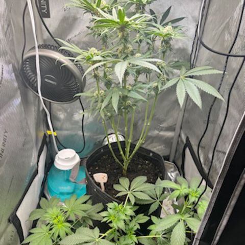 Lemore’ growlog timeline photo