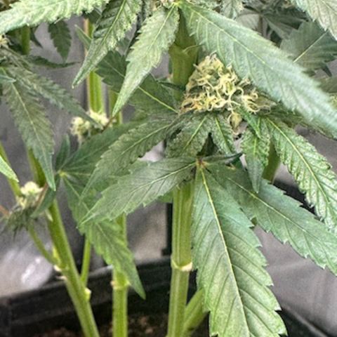 Lemore’ growlog timeline photo