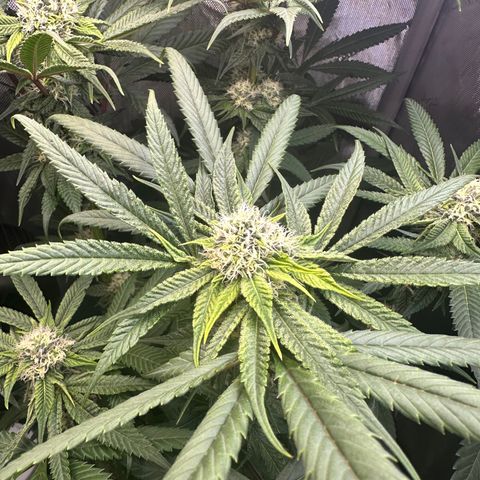 Lemore’ growlog timeline photo