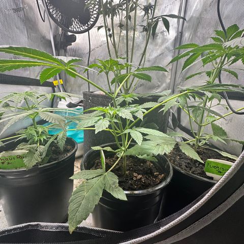 Fuegisima #1 growlog timeline photo
