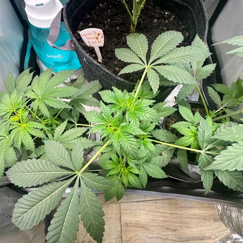 Fuegisima #1 growlog timeline photo