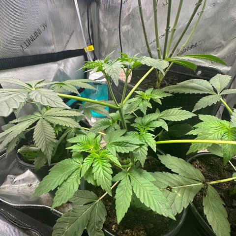 Fuegisima #1 growlog timeline photo