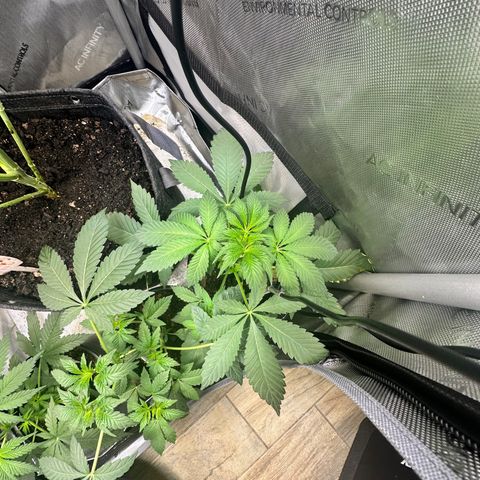 Fuegisima #2 growlog timeline photo