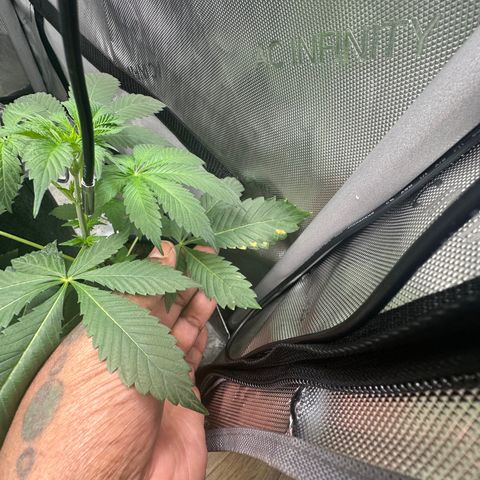 Fuegisima #2 growlog timeline photo