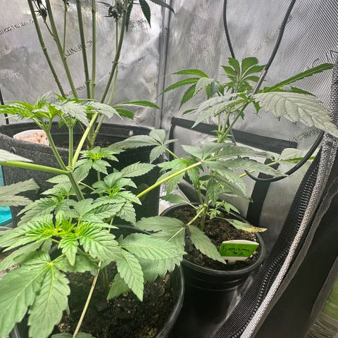 Fuegisima #2 growlog timeline photo