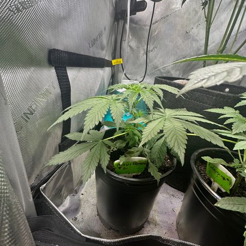 Maui Panama #2 growlog timeline photo