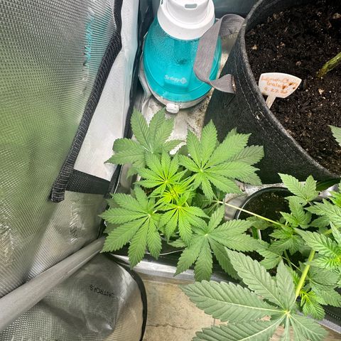 Maui Panama #2 growlog timeline photo