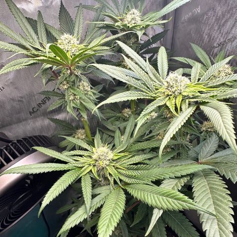 Lemore’ growlog timeline photo