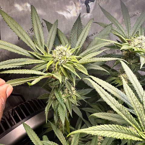 Lemore’ growlog timeline photo