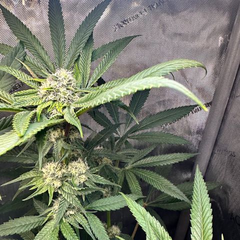 Lemore’ growlog timeline photo