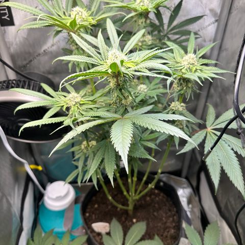 Lemore’ growlog timeline photo