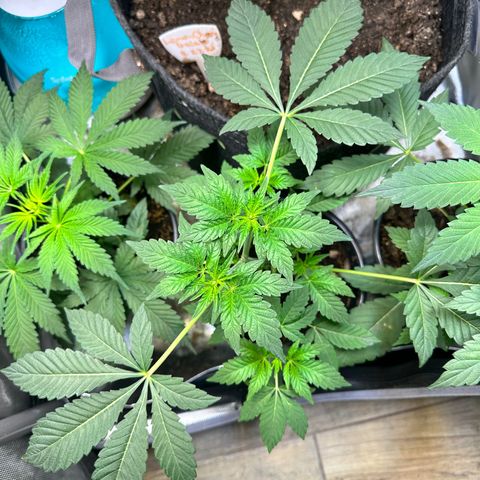 Fuegisima #1 growlog timeline photo