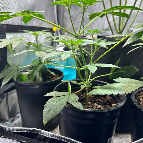 Fuegisima #1 growlog timeline photo