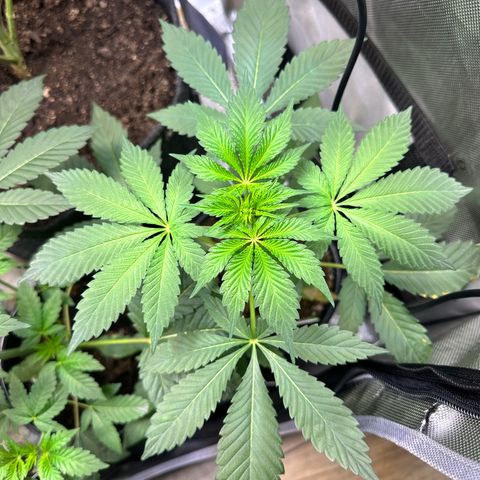 Fuegisima #2 growlog timeline photo