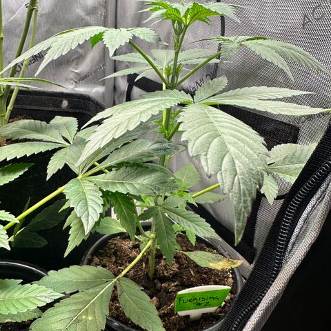 Fuegisima #2 growlog timeline photo