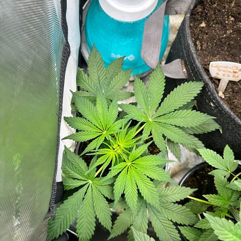Maui Panama #2 growlog timeline photo