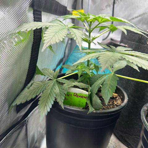Maui Panama #2 growlog timeline photo