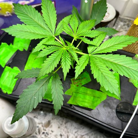 Maui Panama #3 growlog timeline photo
