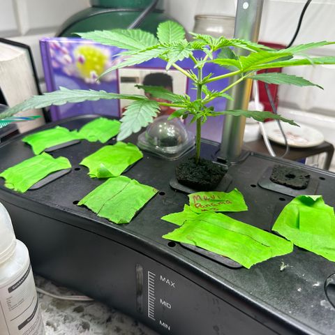 Maui Panama #3 growlog timeline photo