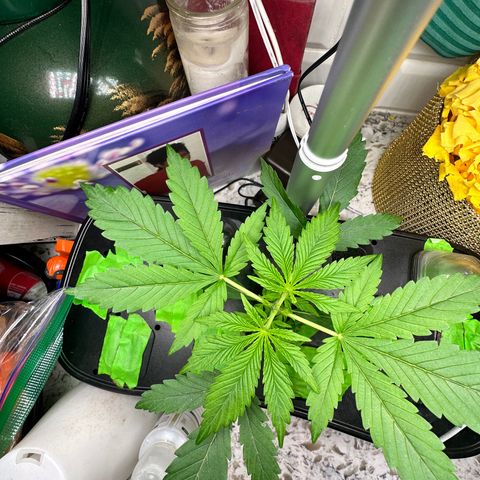 Maui Panama #3 growlog timeline photo