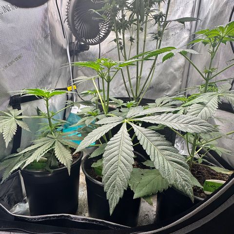 Fuegisima #1 growlog timeline photo