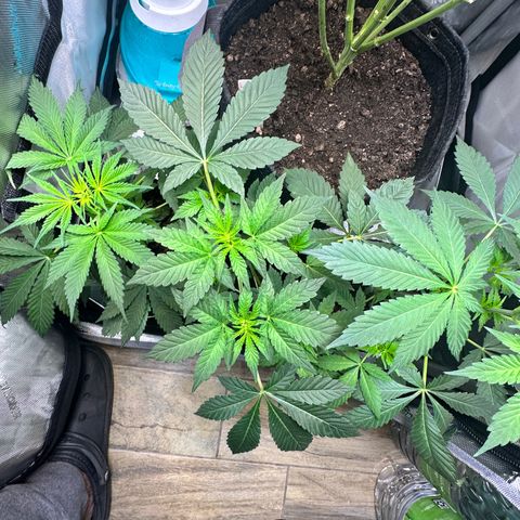 Fuegisima #1 growlog timeline photo