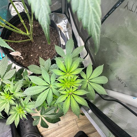 Fuegisima #2 growlog timeline photo