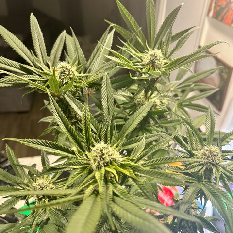Lemore’ growlog timeline photo