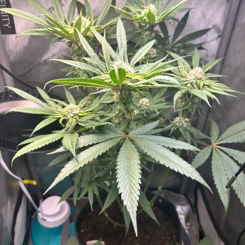 Lemore’ growlog timeline photo