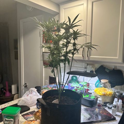 Lemore’ growlog timeline photo
